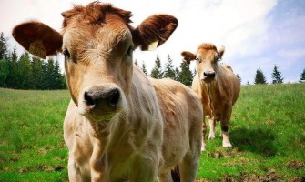 Sığır Kolajeninin Faydaları