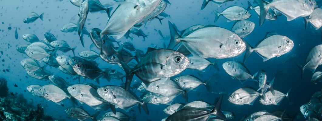 En İyi Balık Kolajeni: Balık (Marine) Kolajeni Markaları ve Fiyatları