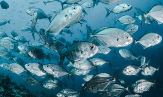 En İyi Balık Kolajeni: Balık (Marine) Kolajeni Markaları ve Fiyatları